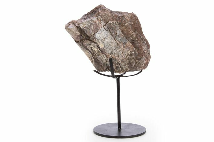 Fossil Sauropod Limb Section with Metal Stand - Colorado #335514